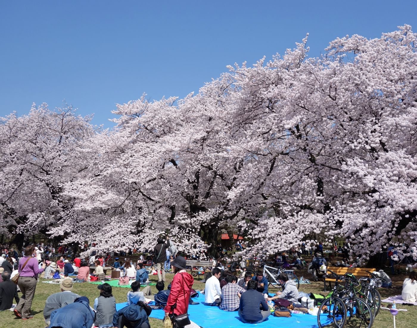 🏞️ 코가네이 공원(코가네이 코엔) 이미지 9